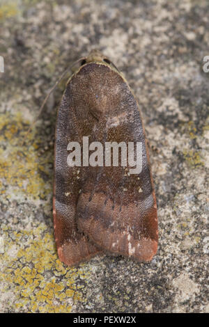 Minor ampio bordato di giallo falena underwing anche chiamato Langmaid è giallo underwing (Noctua janthina) Foto Stock