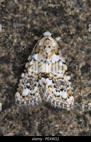 Bellezza in marmo tarma (Bryophila domestica o Cryphia domestica), una falena lichenivorous nella famiglia Noctuidae Foto Stock