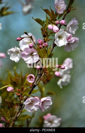 Prunus serrulata o ciliegia giapponese 'Amanogawa' Foto Stock