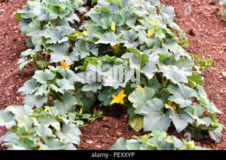 Folte Gemsquash coltura vegetale nel ricco suolo marrone con il fiore di prima mattina la luce del sole Foto Stock