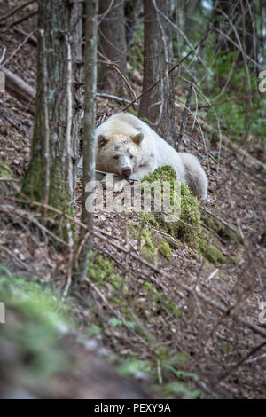 Spirito recare in appoggio in foresta Foto Stock