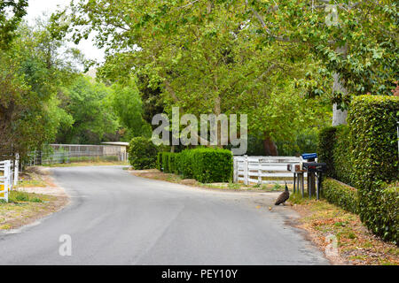 Simi Valley, CA. - Una tranquilla comunità isolata ai piedi delle colline di Simi Valley, CA. con un pavone lungo la strada tortuosa. Foto Stock