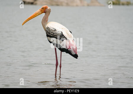 Una Stork dipinta bere acqua e guardare la macchina fotografica nelle rive del fiume dell'India Foto Stock