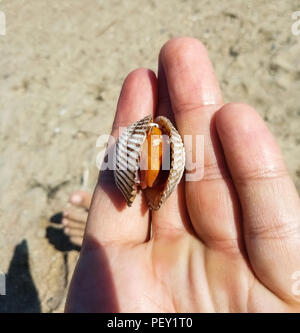 Molto grande di increspatura deliziosi frutti di mare clam rispetto a portata di mano. Foto Stock