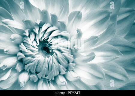 Dettagli del bianco e azzurro dahlia fiore fresco la fotografia macro. Tonalità di colore foto con verdolino tonalità turchese sottolineando la texture e intrica Foto Stock