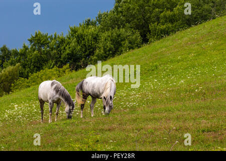 Due cavalli bianchi di mangiare sul pendio di una collina Foto Stock