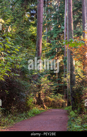 Strada di campagna nel bosco tra gli alberi e i cespugli in un giorno di estate Foto Stock