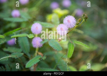 Fiori Foto Stock