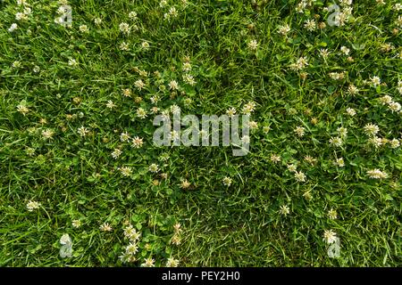 Abstract texture di sfondo, brillante naturale erba verde con fiori di colore bianco di trifoglio, close-up tappeto di prato, vista dall'alto Foto Stock