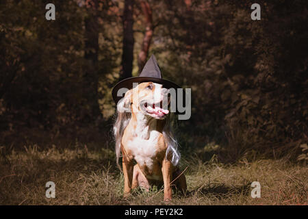 Cute cane vestito per la Festa di halloween come amichevole foresta strega. Bella staffordshire terrier puppy in costume di hat e capelli grigi nella foresta di autunno Foto Stock