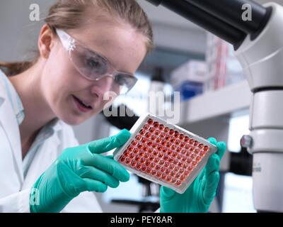 Scienziato preparare un multi pozzetti contenenti i campioni di sangue per il test e analisi. Foto Stock