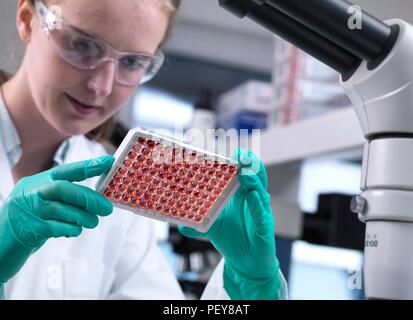 Scienziato preparare un multi pozzetti contenenti i campioni di sangue per il test e analisi. Foto Stock