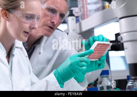 Scienziato preparare un multi pozzetti contenenti i campioni di sangue per il test e analisi. Foto Stock