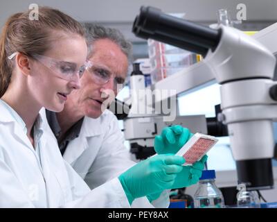 Scienziato preparare un multi pozzetti contenenti i campioni di sangue per il test e analisi. Foto Stock