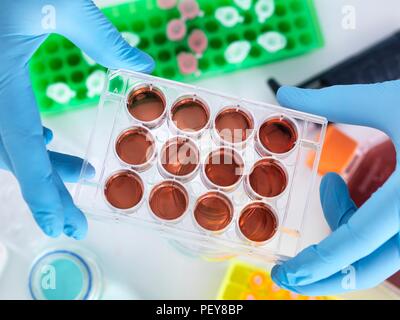 Scienziato preparazione di cellule in un multi pozzetto della piastra. Foto Stock