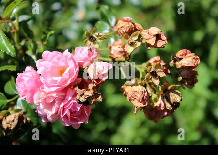 Aprire il fiore rosa luminoso Rose circondata con appassiti rose a secco senza petali su foglie di colore verde scuro dello sfondo locale in giardino durante le calde giornate di sole Foto Stock
