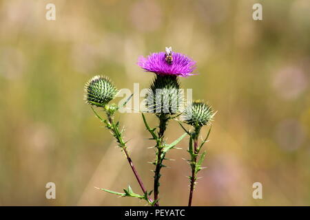 Blooming completamente aperto maggiore o di bardana Arctium lappa o commestibili o di bardana Lappa o Gobo mendicanti o pulsanti o bavatura spinosi o felice principali piano biennale Foto Stock