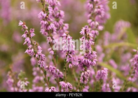 Fiore viola la boccola stretta fino il fuoco selettivo sfocato sfondo naturale Foto Stock