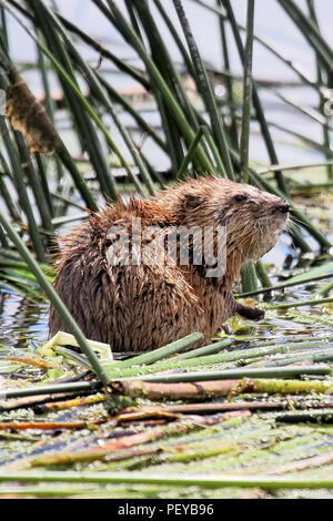 Primo piano di un topo muschiato seduti in acqua su canne. Foto Stock