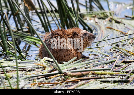 Primo piano di un topo muschiato seduti in acqua su canne. Foto Stock