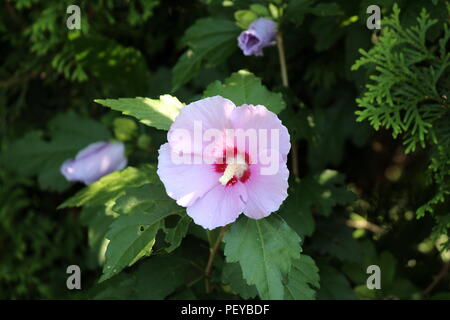 Hibiscus syriacus o rosa di Sharon o ketmia siriano o Rosa malva o St Josephs fioritura asta hardy Arbusti decidui pianta con fioritura viola e d Foto Stock