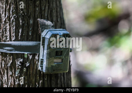 Camara trampa atada al tronco de arbol delle Nazioni Unite. Trappola della telecamera attaccata al tronco di un albero. Expedición scoperta Madrense de GreaterGood ORG que recaba datos que sirven como información de referencia para entender mejor las Relaciones biológicas del Archipiélago Madrense y se usan para proteger y conservar las tierras vírgenes de las Islas Serranas Sonorenses. Expedición binacional aye une un colaboradores de México y Estados Unidos con experiencias y especialidades de las Ciencias biológicas variadas, con la intención de aprender lo más posible sobre Mesa de Tres Ríos, La porción más norteña Foto Stock