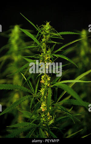 Verde di fioritura e la cannabis medica. Studio shoot. Foto Stock