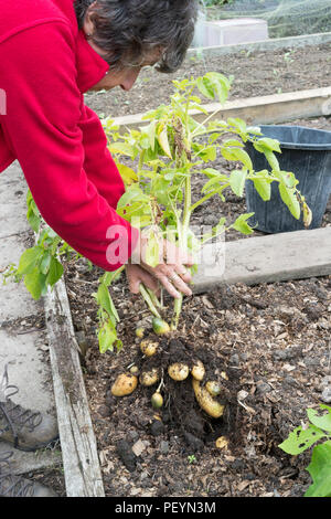 Donna anziana sollevamento patate Charlotte su un riparto, England, Regno Unito Foto Stock