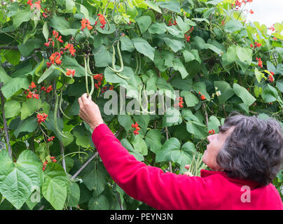 Donna anziana picking i baccelli varietà Butler su un riparto, England, Regno Unito Foto Stock