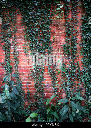 Rosso mattone parete ricoperta di edera nell'ombra di una vecchia parte di una country house garden in Inghilterra Foto Stock
