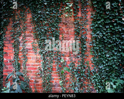 Rosso mattone parete ricoperta di edera nell'ombra di una vecchia parte di una country house garden in Inghilterra Foto Stock