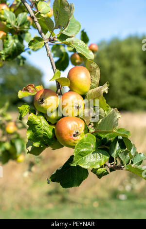 Mele sul ramo di albero Foto Stock