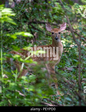 Un white-tailed deer (Odocoileus virginianus) fawn guarda alertly dai boschi. Foto Stock