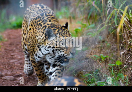 La Jaguar è un gatto selvatico specie. Nativo per le Americhe. Da Sudovest degli Stati Uniti, Messico, America Centrale e del sud in Paraguay e in Argentina. Foto Stock