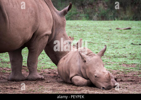 Il rinoceronte bianco e vitello Foto Stock