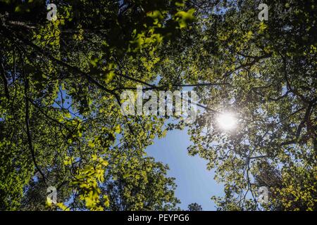 Paisaje arbol, ramas y hojas del arbol Aliso, o Sicomoro de la especie es Platanus wrighti. Luz de dia. Rayos de sol. filtracion de luz, Follaje, bosque, otoño, Verano. Paesaggio di albero, rami e foglie dell'albero Ontano, o Sycamore della specie è Platanus wrighti. La luce diurna. Raggi di sole. leggera filtrazione, fogliame, foresta, autunno, estate. Expedición scoperta Madrense de GreaterGood ORG que recaba datos que sirven como información de referencia para entender mejor las Relaciones biológicas del Archipiélago Madrense y se usan para proteger y conservar las tierras vírgenes de las Islas Ser Foto Stock