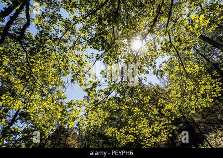 Paisaje arbol, ramas y hojas del arbol Aliso, o Sicomoro de la especie es Platanus wrighti. Luz de dia. Rayos de sol. filtracion de luz, Follaje, bosque, otoño, Verano. Paesaggio di albero, rami e foglie dell'albero Ontano, o Sycamore della specie è Platanus wrighti. La luce diurna. Raggi di sole. leggera filtrazione, fogliame, foresta, autunno, estate. Expedición scoperta Madrense de GreaterGood ORG que recaba datos que sirven como información de referencia para entender mejor las Relaciones biológicas del Archipiélago Madrense y se usan para proteger y conservar las tierras vírgenes de las Islas Ser Foto Stock