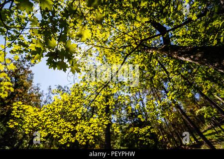 Paisaje arbol, ramas y hojas del arbol Aliso, o Sicomoro de la especie es Platanus wrighti. Luz de dia. Rayos de sol. filtracion de luz, Follaje, bosque, otoño, Verano. Paesaggio di albero, rami e foglie dell'albero Ontano, o Sycamore della specie è Platanus wrighti. La luce diurna. Raggi di sole. leggera filtrazione, fogliame, foresta, autunno, estate. Expedición scoperta Madrense de GreaterGood ORG que recaba datos que sirven como información de referencia para entender mejor las Relaciones biológicas del Archipiélago Madrense y se usan para proteger y conservar las tierras vírgenes de las Islas Ser Foto Stock
