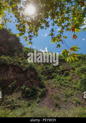 Paesaggio di montagna, visto il cielo, rami e foglie di albero Ontano, o Sycamore della specie è Platanus wrighti. La luce diurna. raggi solari Paisaje de la Montaña, vista la cielo, las ramas y hojas de arbol Aliso, o Sicomoro de la especie es Platanus wrighti. Luz de dia, Rayos de sol. (Foto: LuisGutierrez/NortePhoto.com) Expedición scoperta Madrense de GreaterGood ORG que recaba datos que sirven como información de referencia para entender mejor las Relaciones biológicas del Archipiélago Madrense y se usan para proteger y conservar las tierras vírgenes de las Islas Serranas Sonorenses. Exped Foto Stock