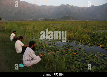 Srinagar, Indiano-controllato del Kashmir. 18 Agosto, 2018. Gli uomini del Kashmir cattura del pesce a dal lago in Srinagar city, la capitale estiva di Indiano-Kashmir controllata, e il agosto 18, 2018. Credito: Javed Dar/Xinhua/Alamy Live News Foto Stock