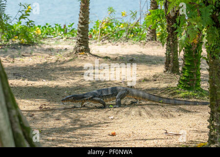 Singapore 11 Agosto: Monitor Lizard nei giardini dalla baia, Singapore Foto Stock