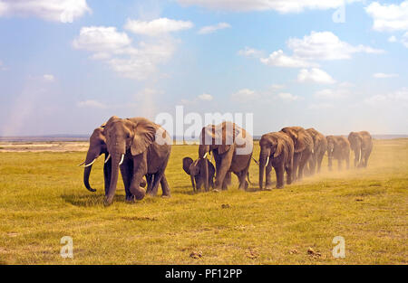 Bush africano Elefante o dell' elefante africano (Loxodonta africana) allevamento a Samburu, Kenya Foto Stock