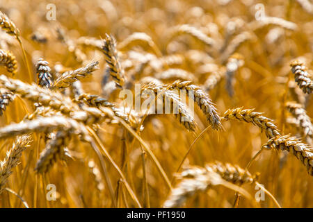 Campo di grano, essiccate e cresciuto solo bassa, attraverso la siccità estiva, siccità, in Ostwestfalen Lippe, Germania, estate 2018, Foto Stock