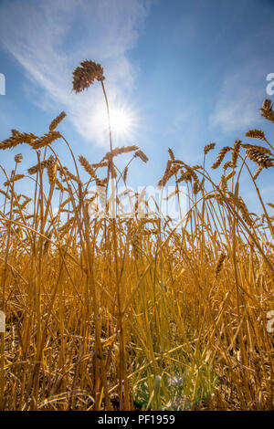 Campo di grano, essiccate e cresciuto solo bassa, attraverso la siccità estiva, siccità, in Ostwestfalen Lippe, Germania, estate 2018, Foto Stock