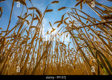 Campo di grano, essiccate e cresciuto solo bassa, attraverso la siccità estiva, siccità, in Ostwestfalen Lippe, Germania, estate 2018, Foto Stock