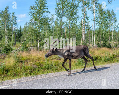 Renne sulla strada è una visione comune nel fiume Torne valley come qui vicino Kolari nel nord della Finlandia Foto Stock