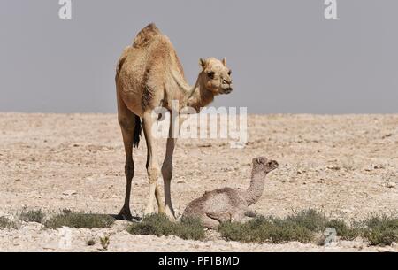 Giorno vecchio giovane cammello con la madre nel deserto del Qatar Foto Stock