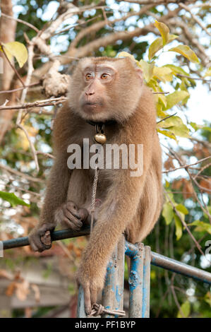 Il raccolto di noci di cocco con la parte settentrionale di pig-coda Macaque (Macaca leolina) - Partenza - Koh Samui - Thailandia Récolte des Noix de coco avec macaque à queu Foto Stock