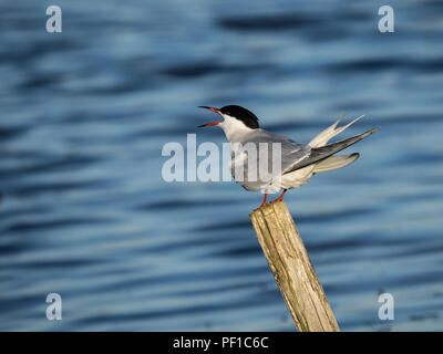 Tern comune (Sterna hirundo) appollaiato sul post chiamata Foto Stock