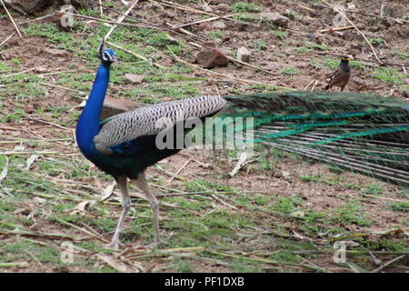 Bellissimo Parco nella stagione primaverile in India Foto Stock